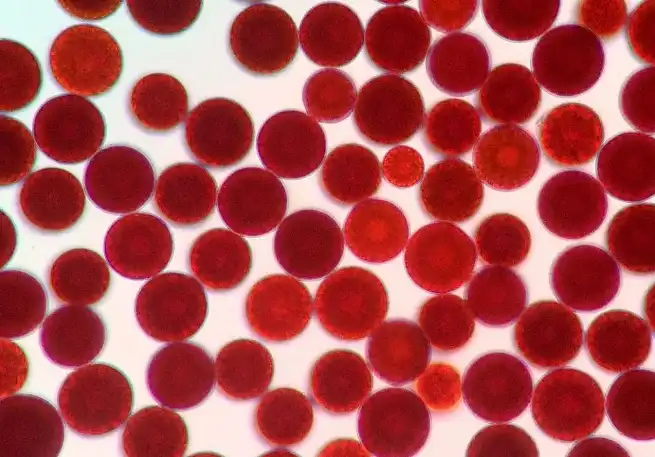 Haematococcus pluvialis microalgae Haematococcus pluvialis microalgae