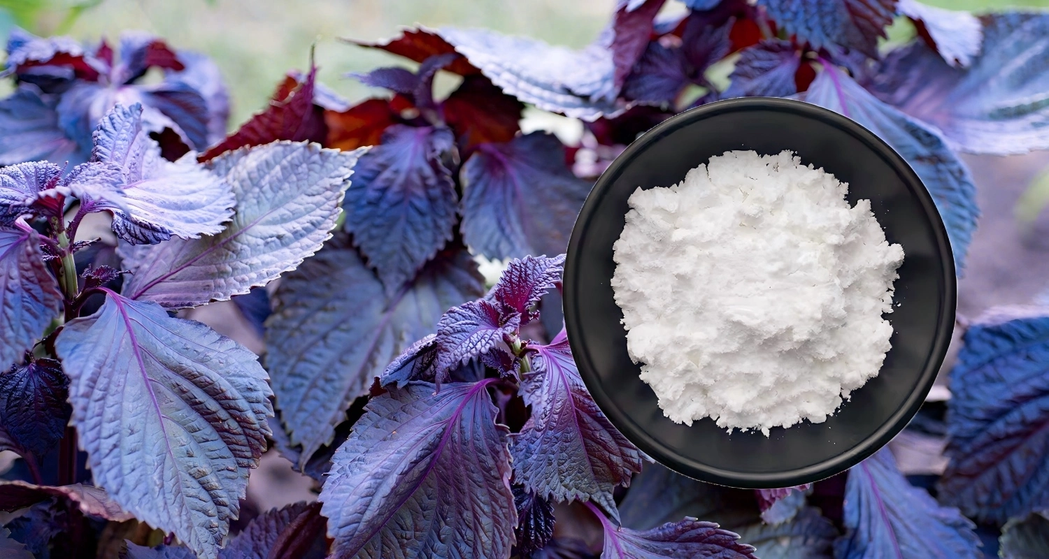 Sclareolide Powder