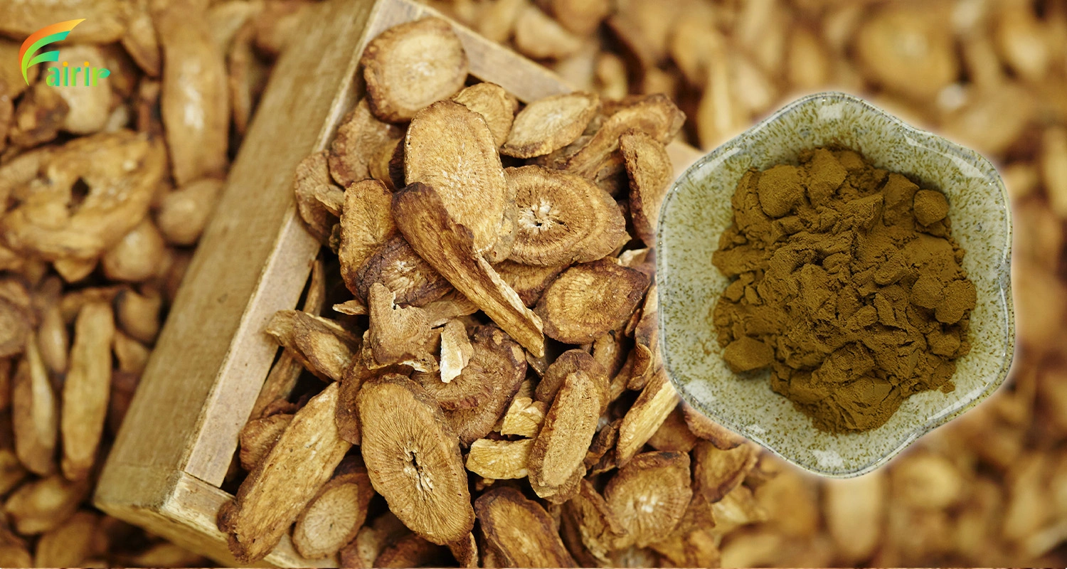 Burdock Extract Powder