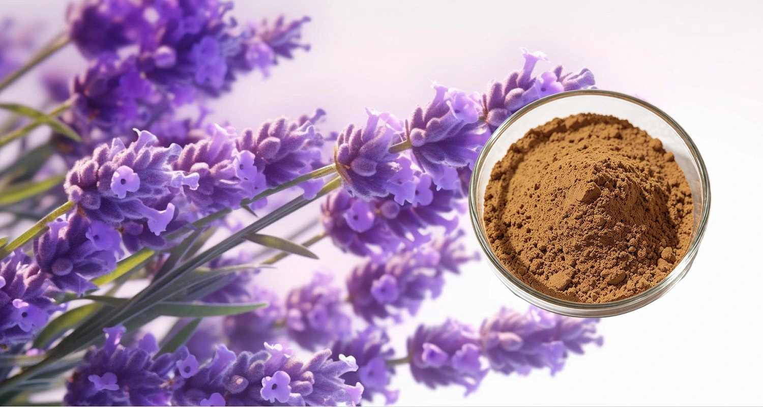 Lavender Extract Powder Lavender Extract Powder