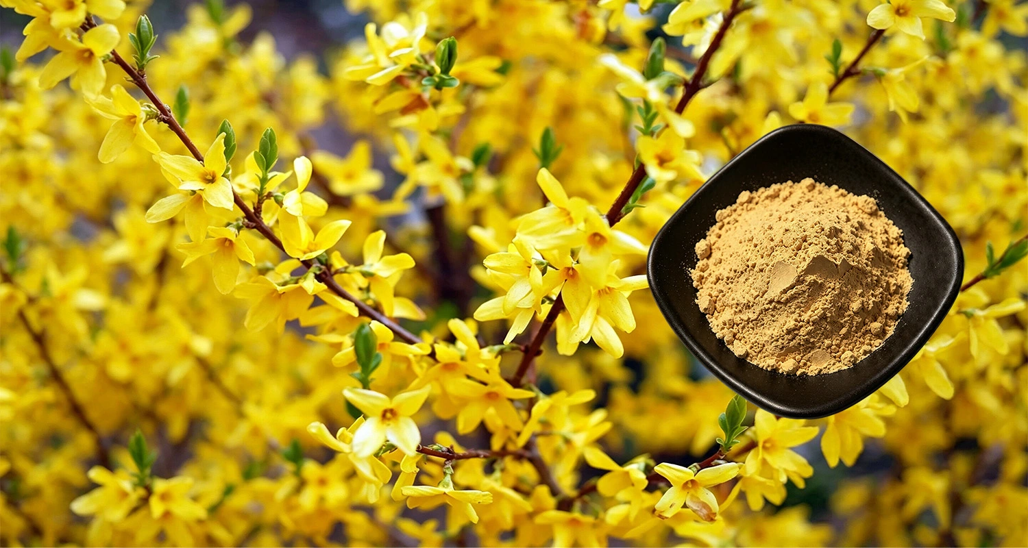  St John's Wort Extract Powder