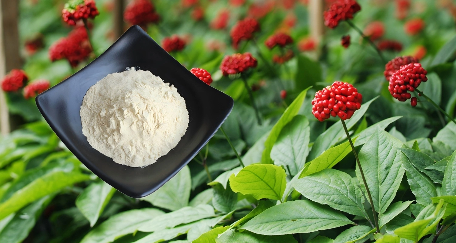 Panax Notoginseng Saponins Powder