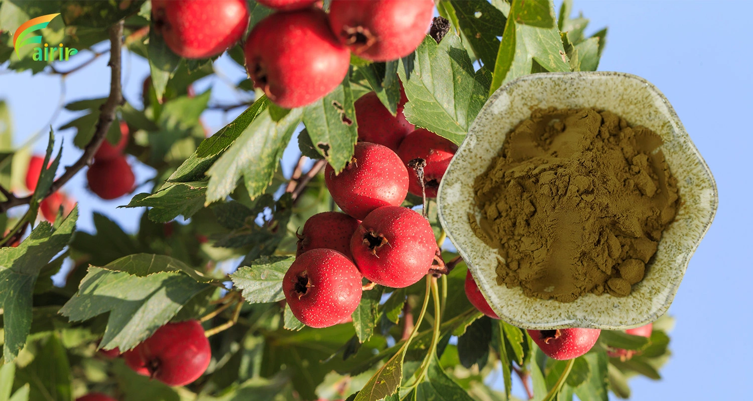 Taxus Branch Extract Powder Taxus Branch Extract Powder
