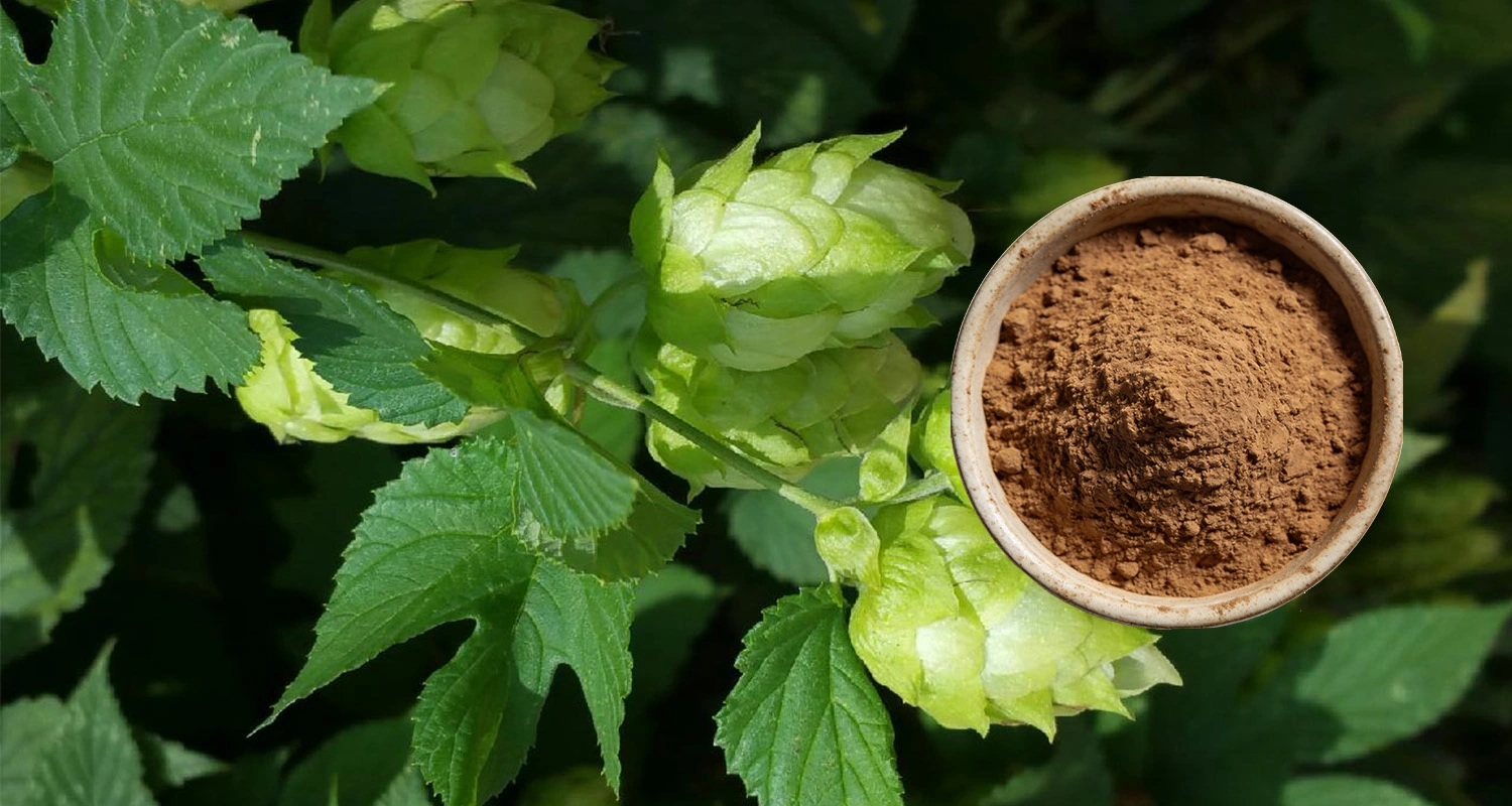 Hops Extract Powder Hops Extract Powder