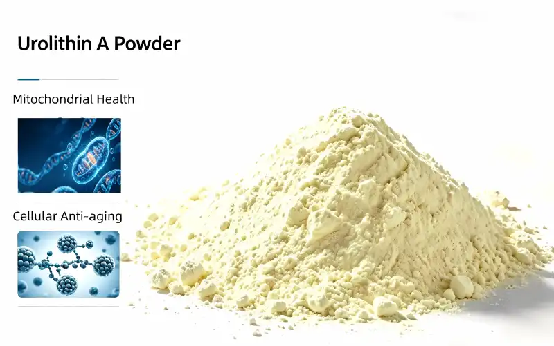 Urolithin A Powder Benefits