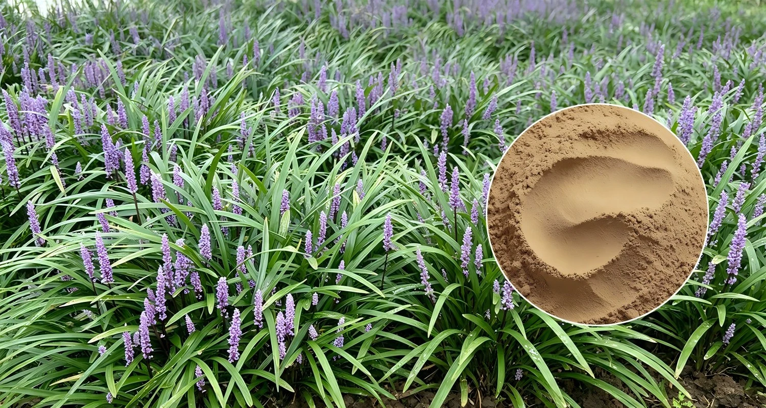 Ophiopogon Extract Powder