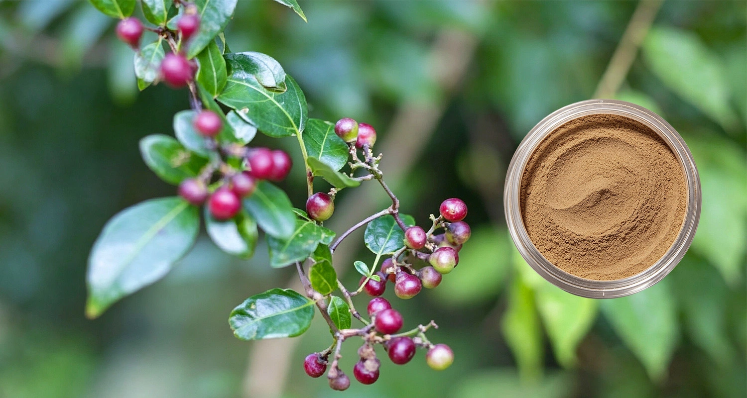 Ampelopsis Extract Powder