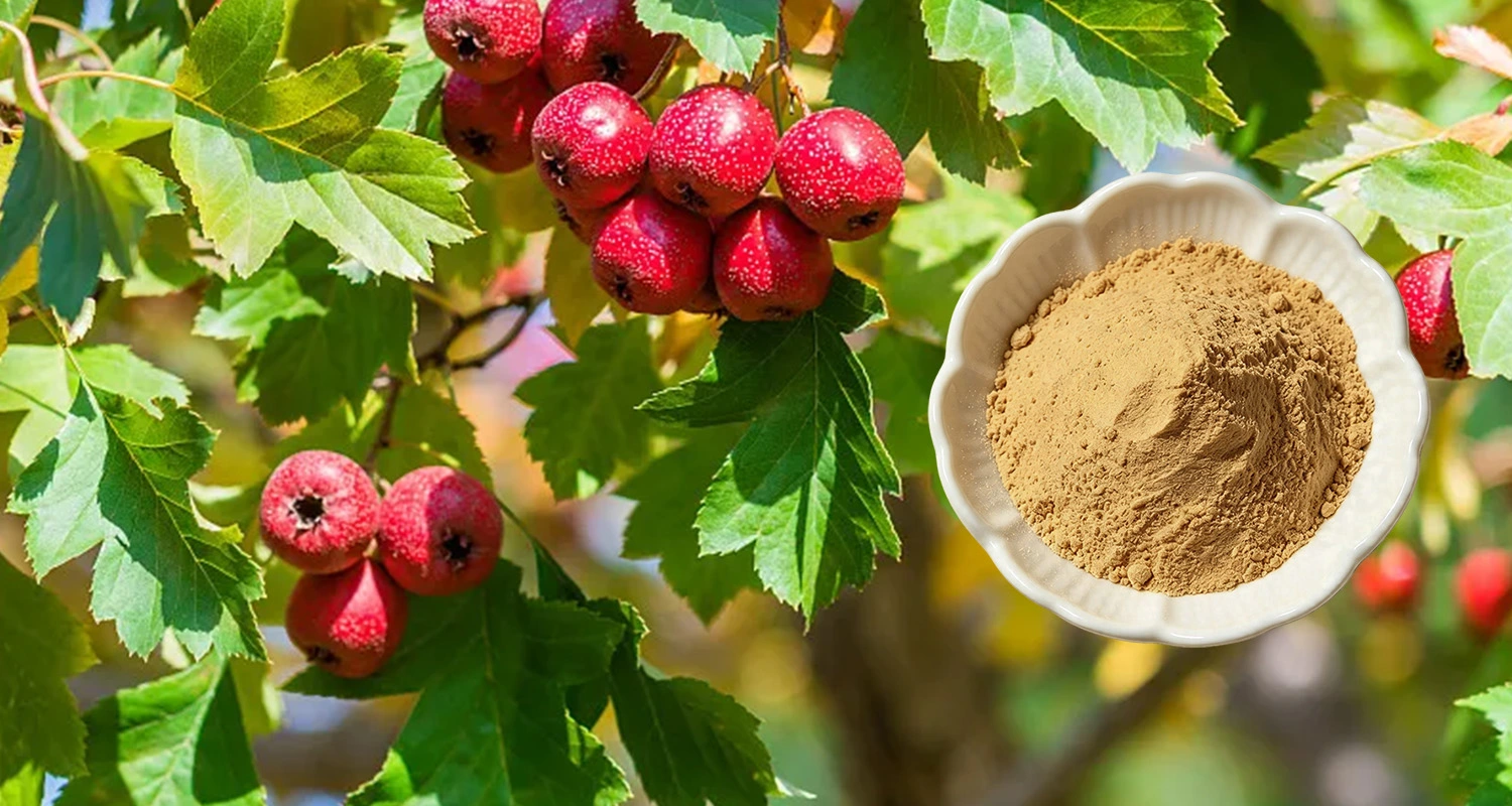 Hawthorn Leaf Flavonoid Powder