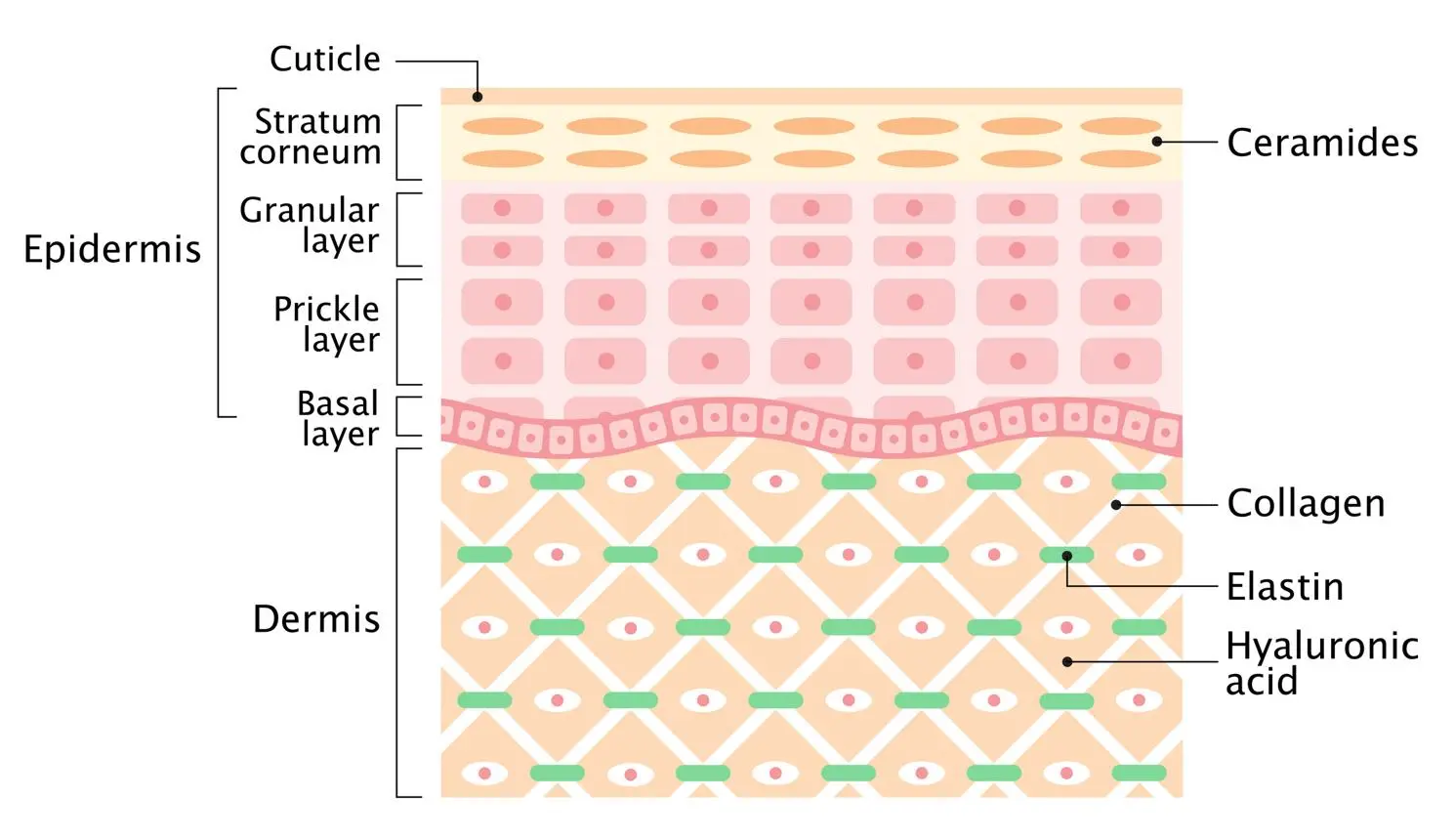 Skin Barrier Repair Pathway