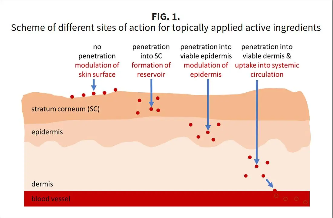 Skin Barrier Repair Pathway