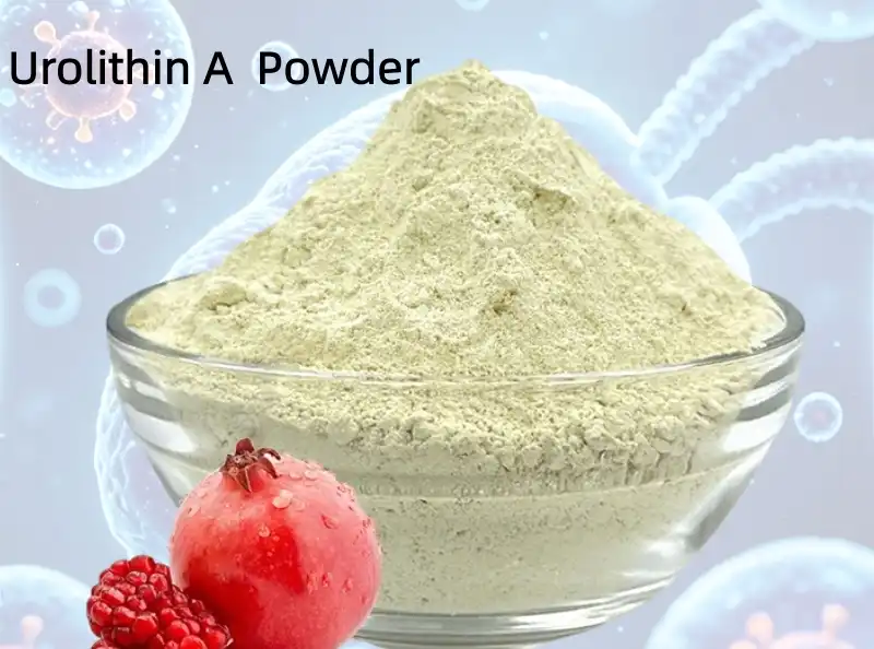What Makes Urolithin A Powder a Mitochondrial Autophagy Activator?