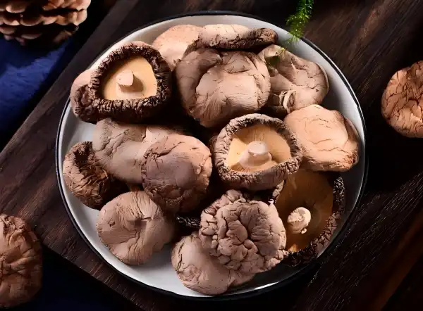 Shiitake Mushroom Extract for Premium Mushroom Complex Supplements