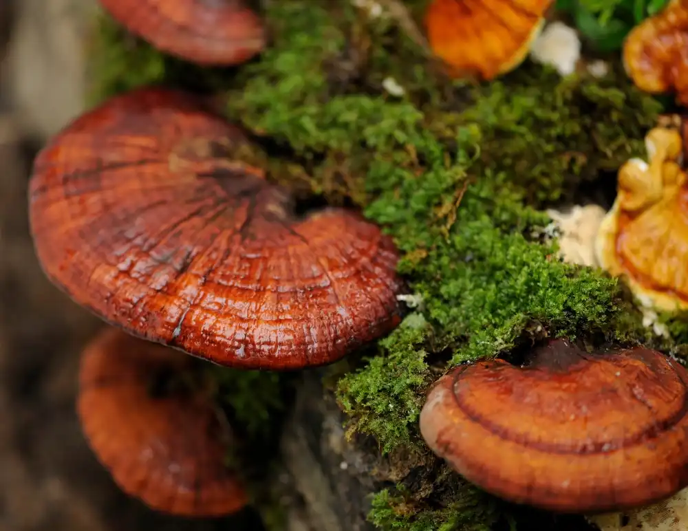 Can Natural Reishi Mushroom Extract Powder Boost Energy and Focus?