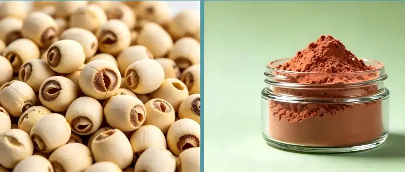 Does Lotus Seed Extract Powder Offer Natural Antioxidant Support?