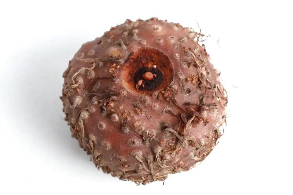 How Pure Glucomannan Powder Supports Healthy Digestion？