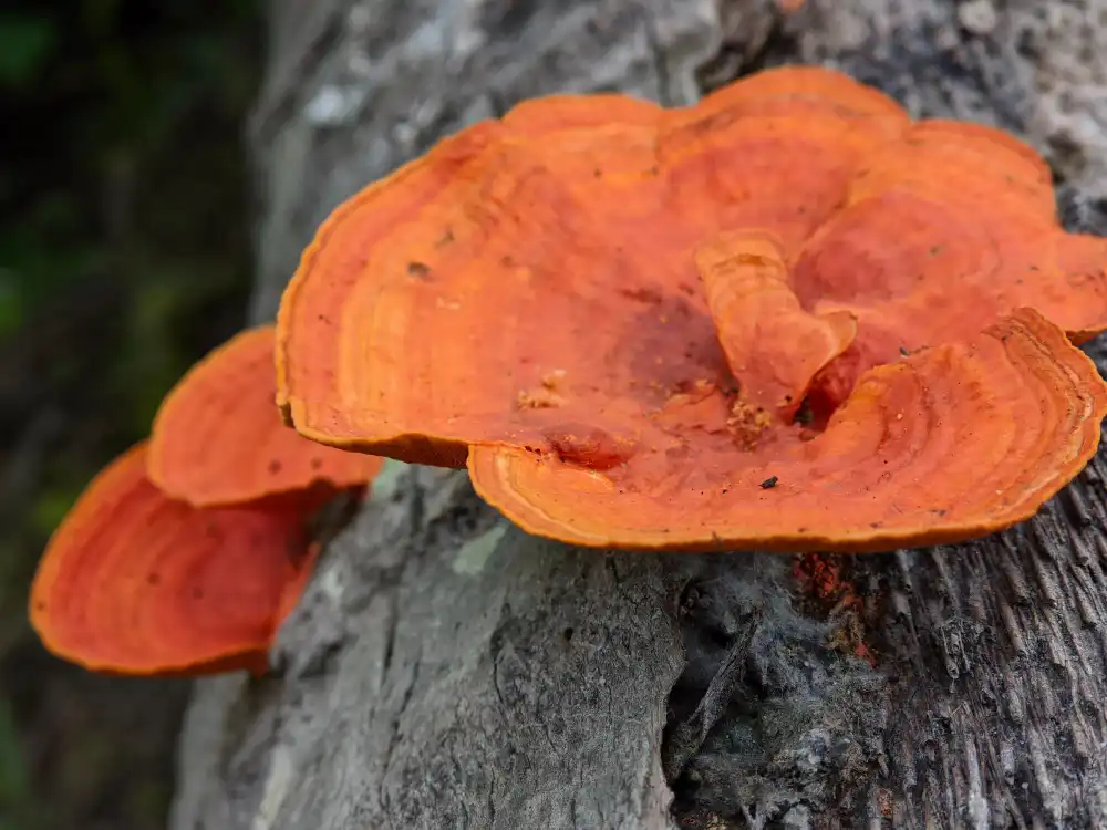 How to Use Natural Reishi Mushroom Extract Powder for Maximum Effect？