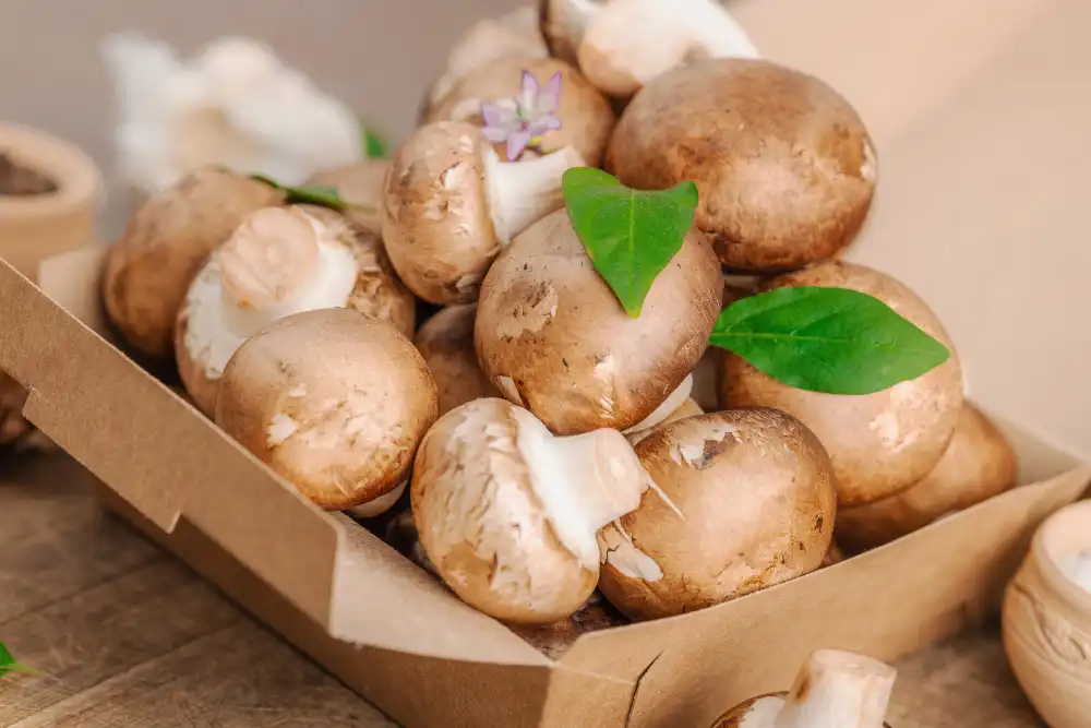 Lentinus Edodes Extract Powder production guide — what manufacturers recommend?