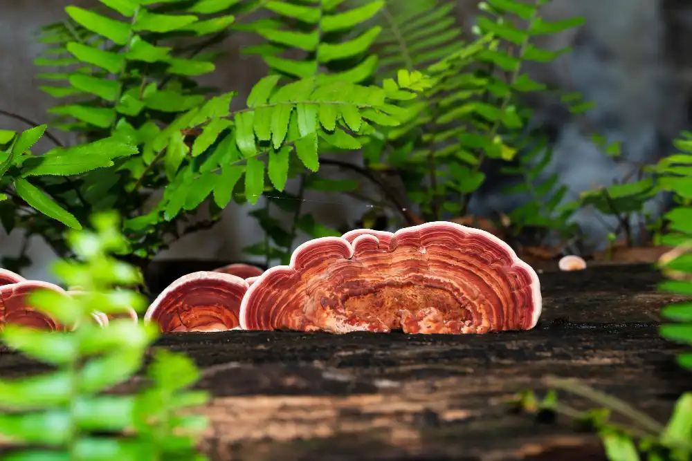Discover How Natural Reishi Mushroom Extract Powder Supports Wellness
