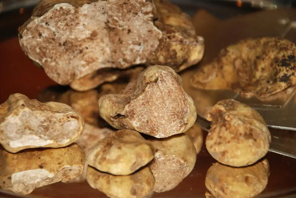 Tuber Magnatum Extract Powder How Polysaccharides, Triterpenes & Sphingolipids Drive Value