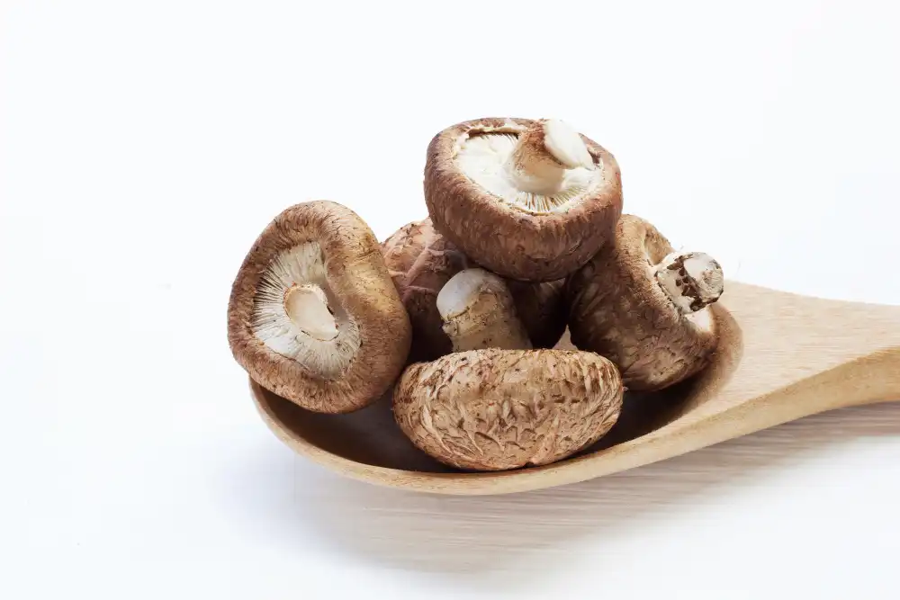 Lentinus Edodes Extract Powder benefits — how does it support immunity?