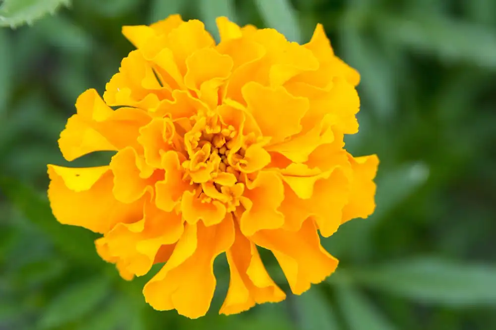 How does Marigold Extract Powder support gut and digestive balance?