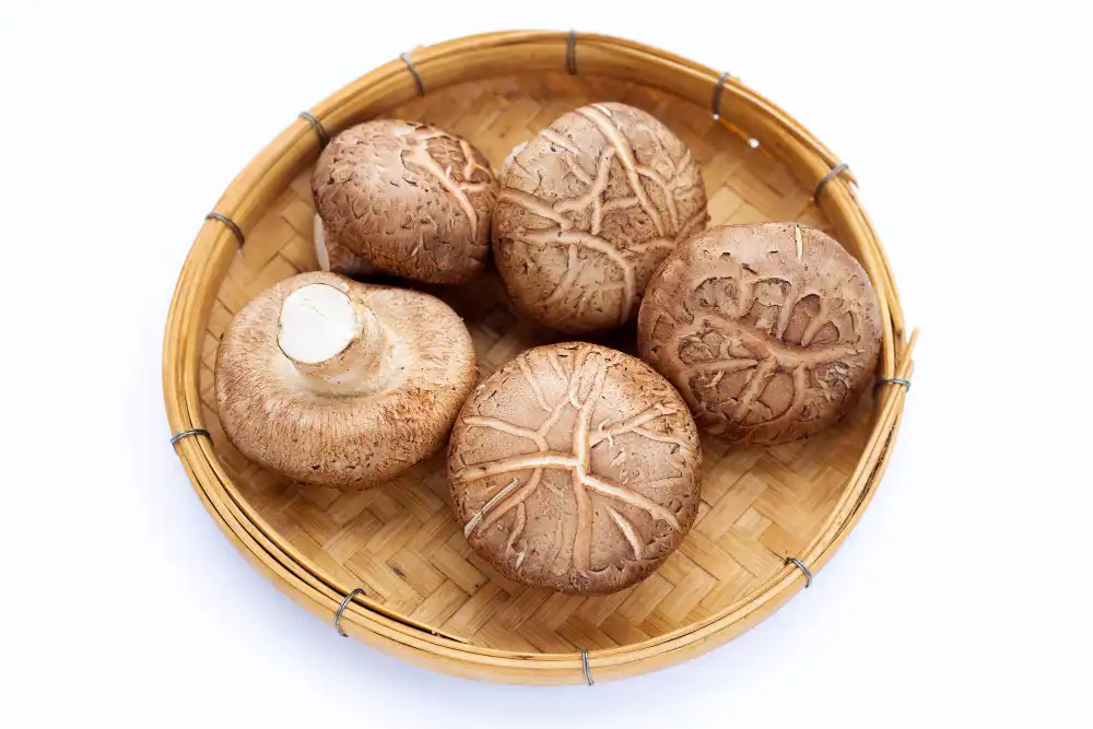 Can Shiitake Mushroom Extract Powder Boost Daily Nutrition?