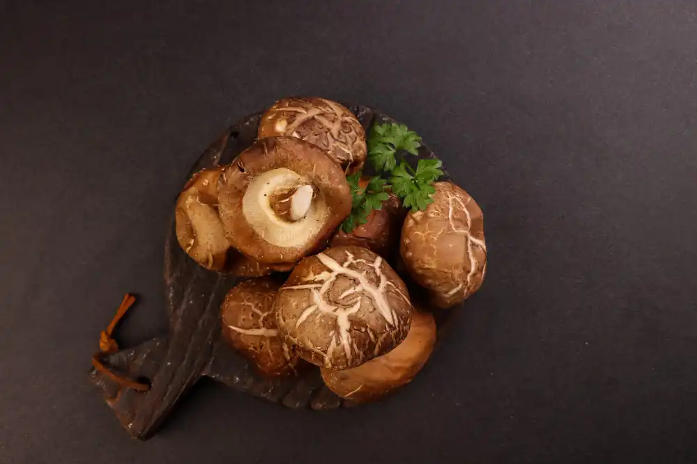 What Are Common Uses of Shiitake Mushroom Extract Powder?