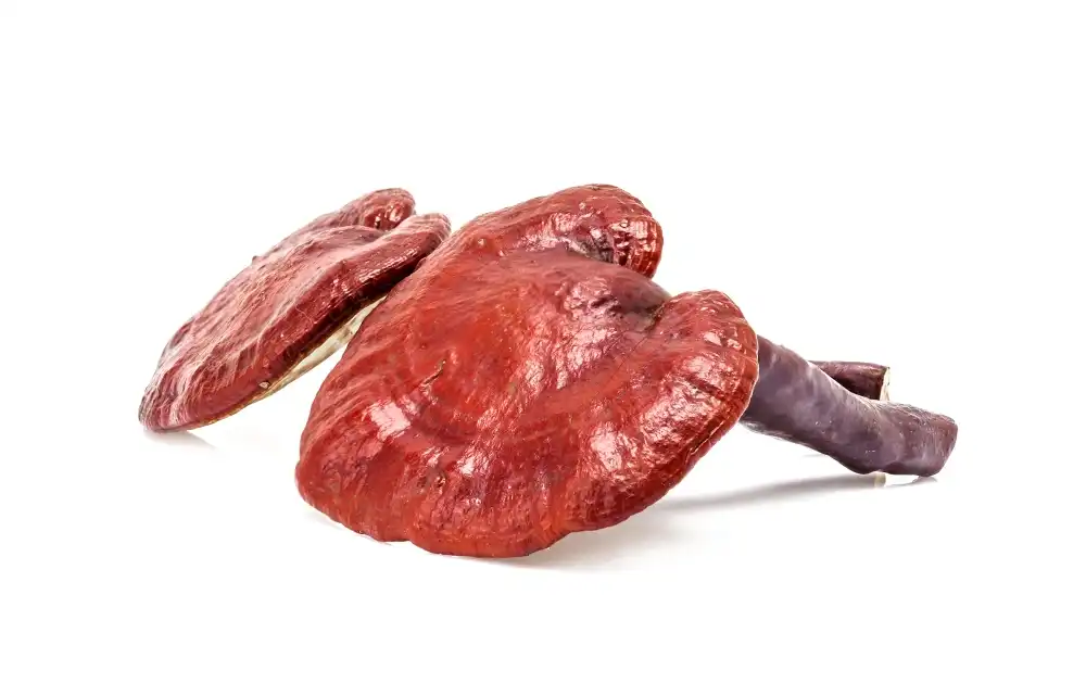 Why Natural Reishi Extract Powder Is a Powerful Adaptogen？