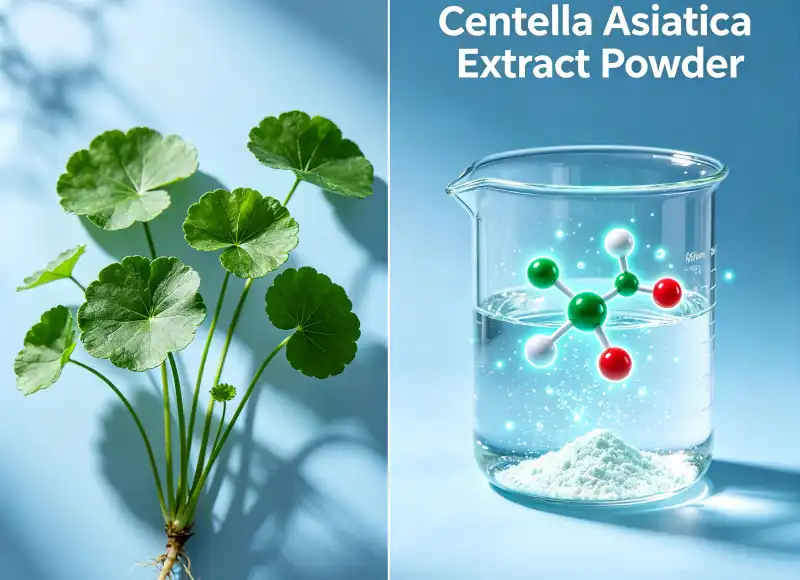 How Can Centella Asiatica Extract Powder Enhance Water-Soluble Formulas?