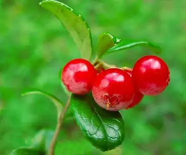 Why choose Beta-Arbutin Powder for effective skin brightening?