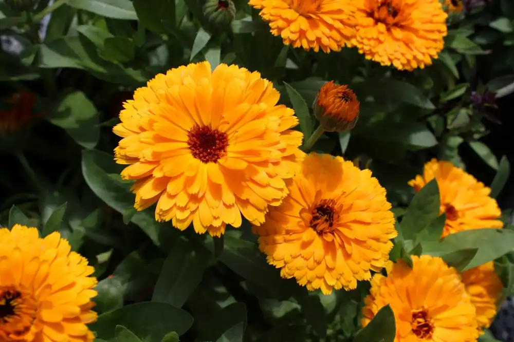 Natural Lutein Powder: Sourcing And Extraction Methods