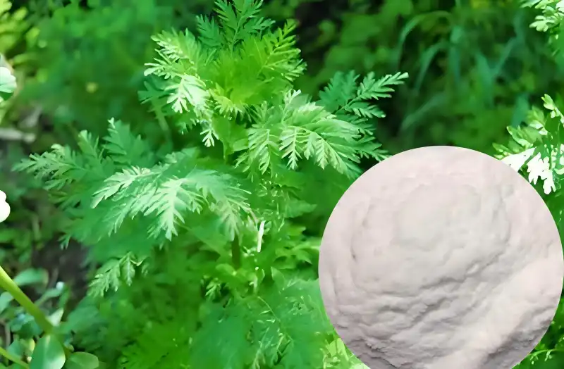 Why use Pure Artemisinin Powder in detox and liver support formulas?