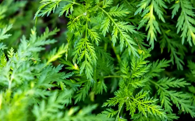 Why use Artemisinin Powder for anti-inflammatory support? 