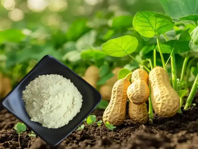 How does Pure Luteolin Powder support respiratory and lung health? 