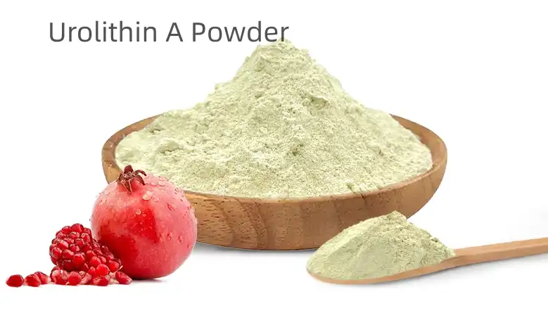 How Does Urolithin A Powder Support Cellular Repair Processes?