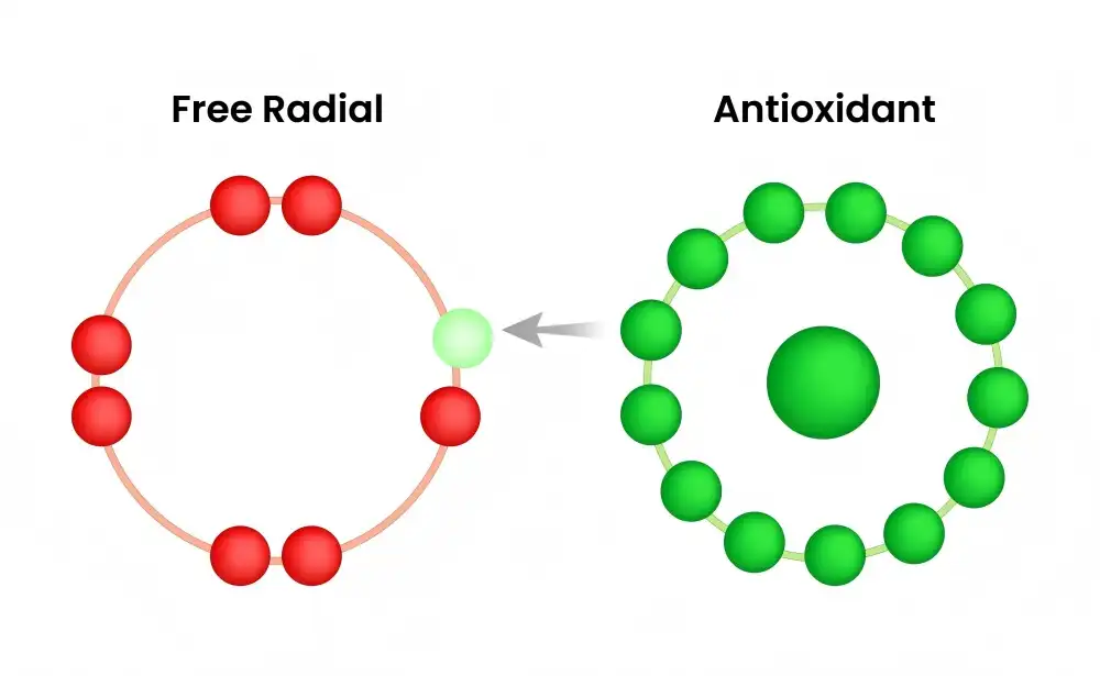 How does L-Glutathione Reduced powder function as an antioxidant?