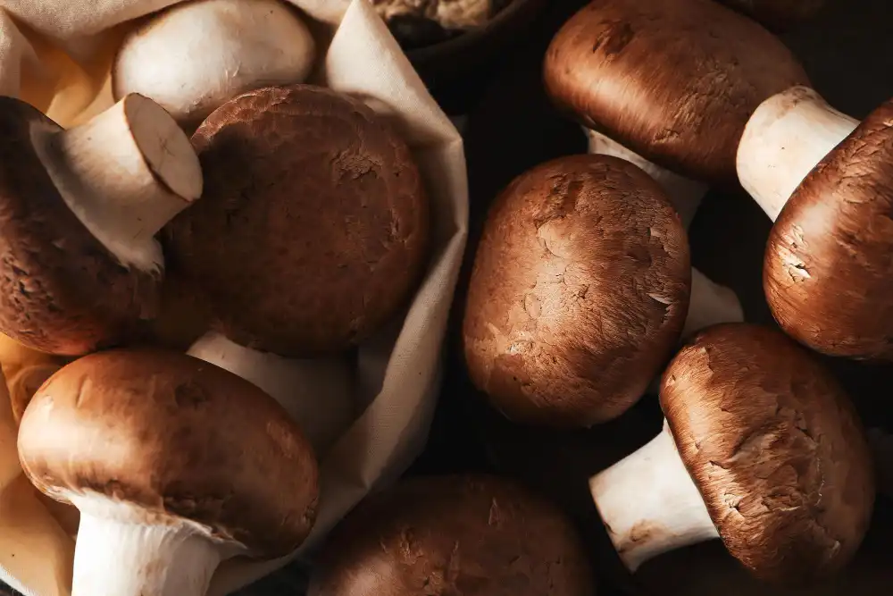 How to Choose Shiitake Mushroom Extract for Nutraceutical Manufacturing?