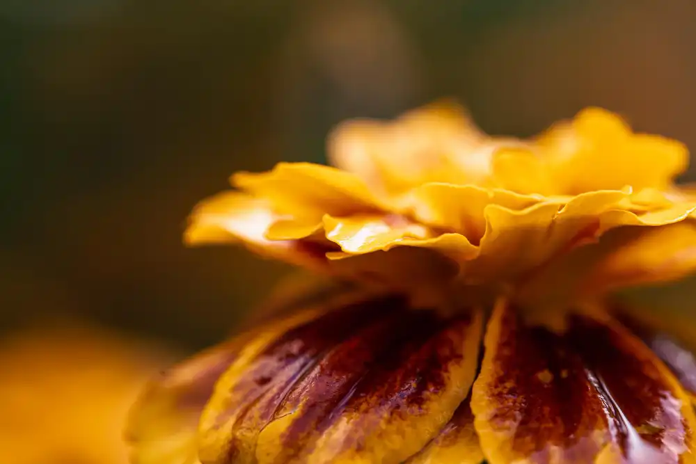 How does Marigold Extract Powder promote collagen and complexion?
