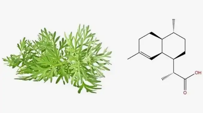 How does Artemisinin Powder reduce oxidative stress? 