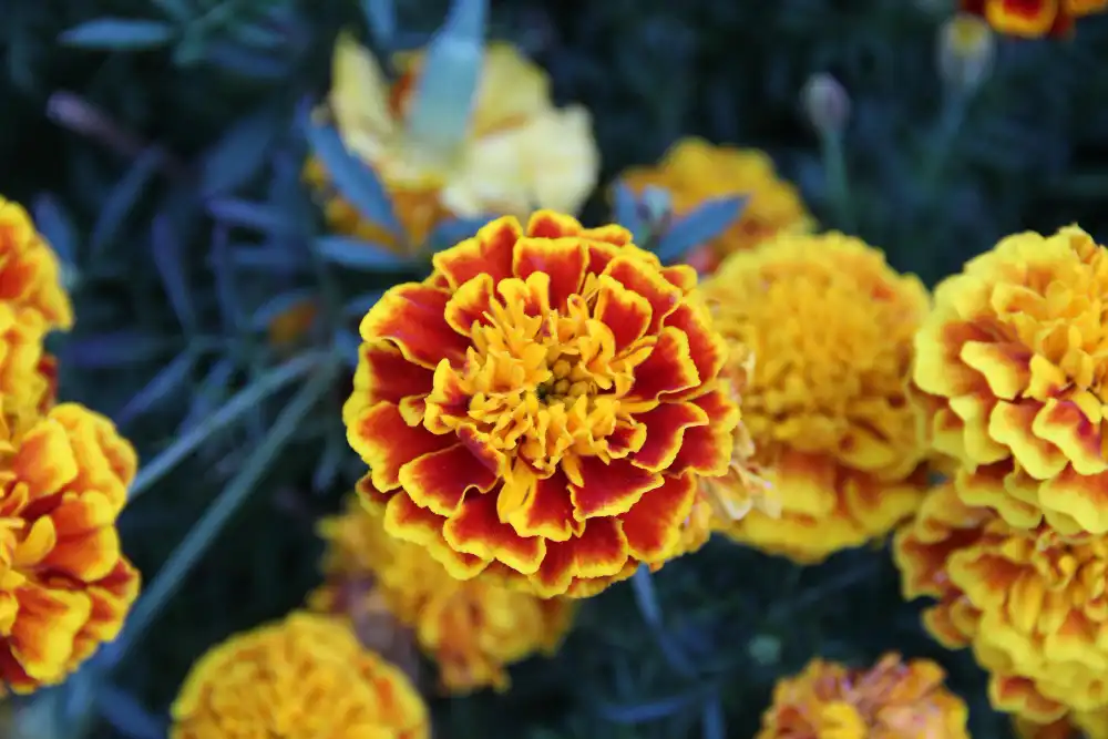 What makes Marigold Extract Powder ideal for wound and rash relief?