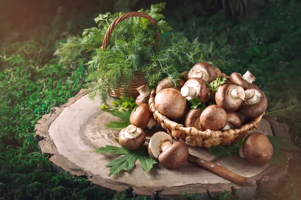 Procurement guide: choosing a reliable Lentinus Edodes Extract Powder supplier?