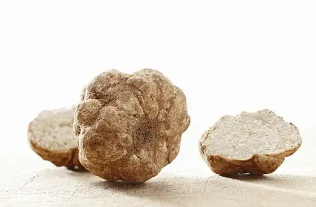 Manufacturing Insights for Tuber Magnatum Extract Powder Bulk Supply & Formulation