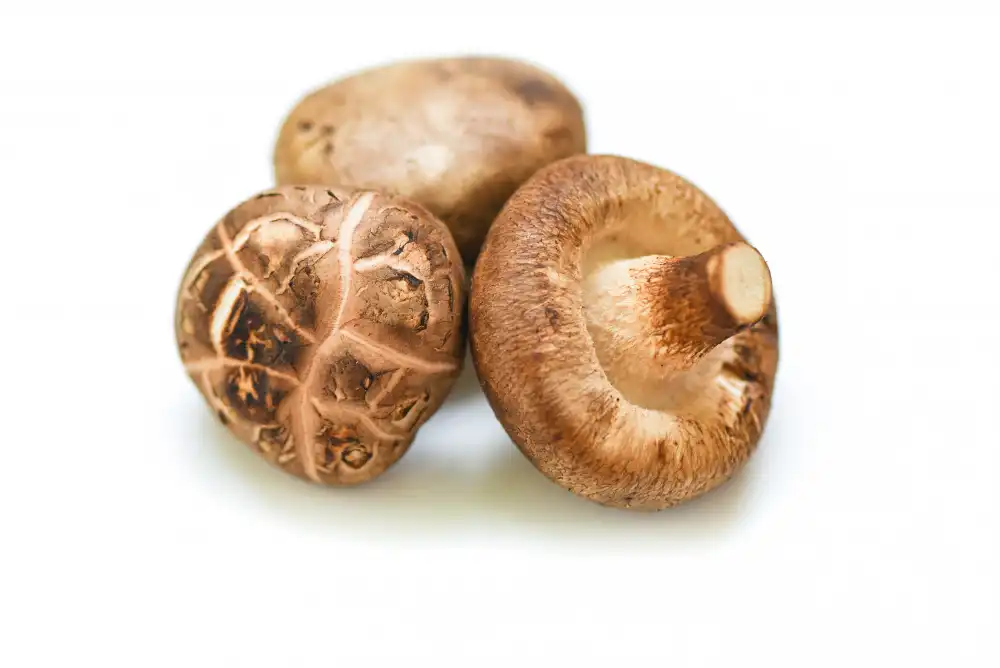 Shiitake Mushroom Extract for High-Polysaccharide Extract Development