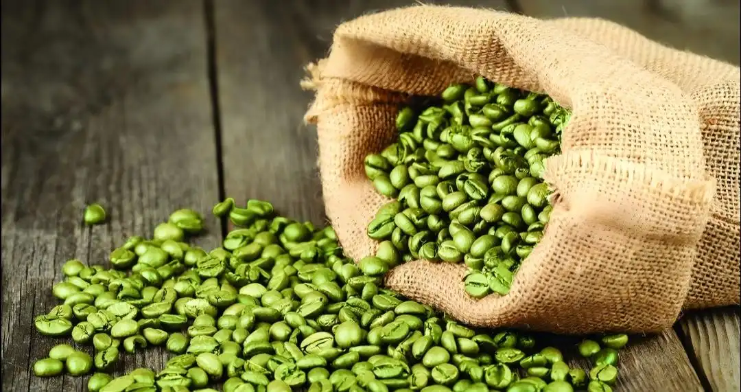 Green coffee beans, your body's natural health guardian, are always by your side: Chlorogenic acid builds a solid barrier for your well-being