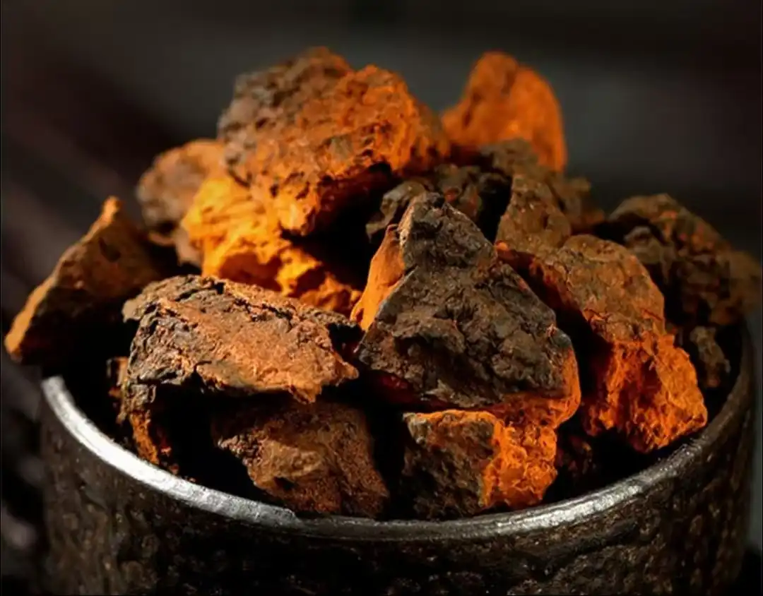 Chaga mushroom in cold temperate zones